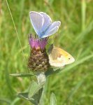 Common Blue and Small Heath